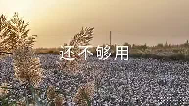 新疆棉花主题快闪图文视频的预览图